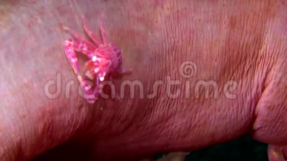 软珊瑚瓷石蟹Lissoporcellananakasonei在软珊瑚Lembeh海峡视频的预览图