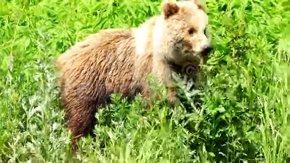 棕熊生长着绿色的草视频的预览图