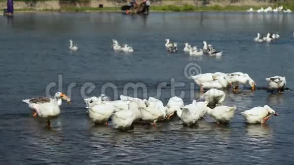 美丽的鹅群在河里游泳和放牧从岸边看鸟视频的预览图