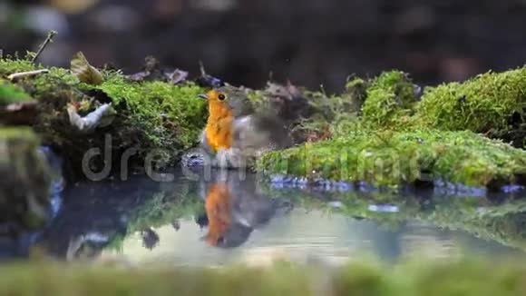 罗宾沐浴在森林的水池里视频的预览图