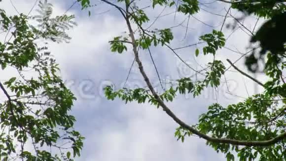 蠕虫用树枝看天空视频的预览图