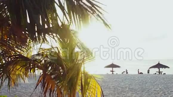高大的棕榈树顶天立地热带景观视频的预览图