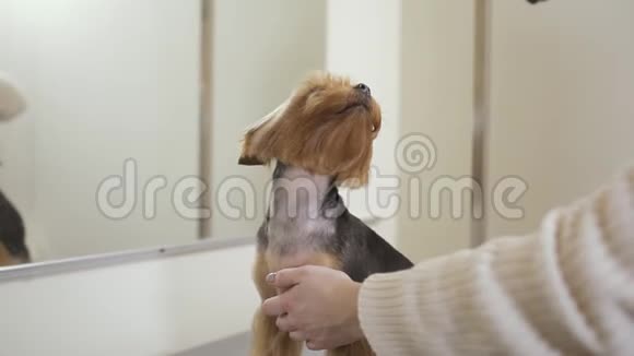 格林诺尔用吹风机给可爱的小狗擦干皮毛视频的预览图