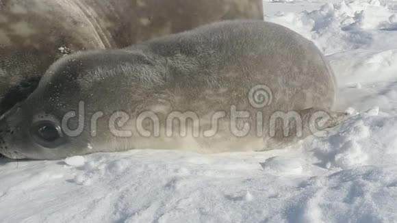 南极韦德尔海豹宝宝躺在极地雪地特写视频的预览图