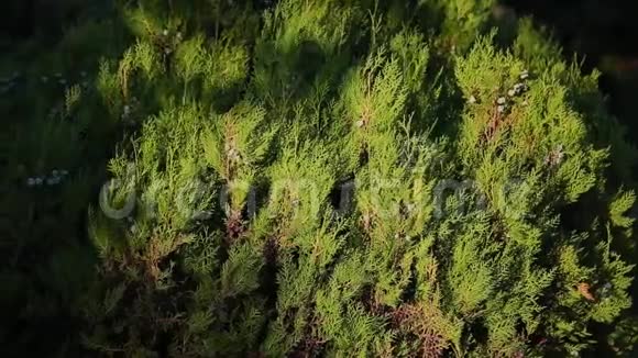 晴天的观赏植物的枝视频的预览图