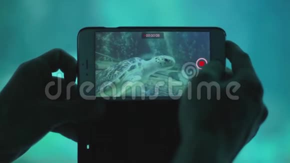 在苏梅岛的海洋馆和水下动物园人类的双手通过手机拍摄海龟的视频泰国视频的预览图