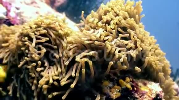 海葵和小丑鱼海底天然海洋水族馆视频的预览图