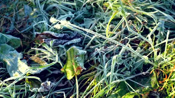 秋天的晨霜在草地上视频的预览图