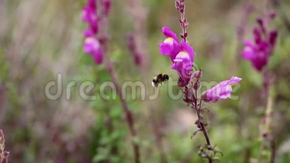 自然界中的一种抗没药蛇龙的蜜蜂视频的预览图