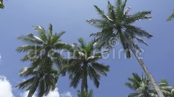 热带度假胜地阳光明媚的一天在蓝天背景下棕榈树的底部景色视频的预览图