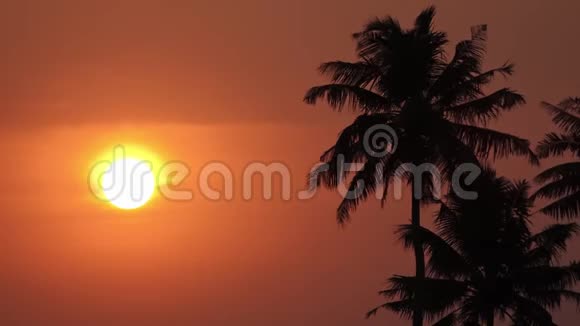 日落和棕榈树的照片视频的预览图