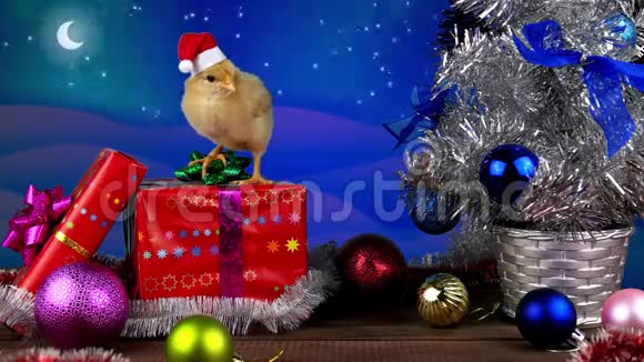 新年快乐小公鸡站在圣诞礼物上视频的预览图