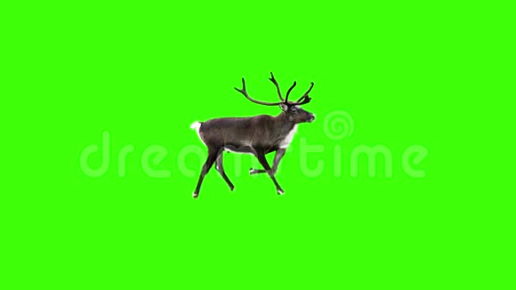 驯鹿在绿色屏幕上行走视频的预览图