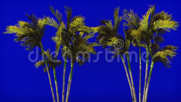 蓝屏上迎风的棕榈树美丽的夏天循环的背景视频的预览图