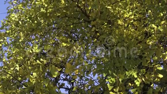 树叶秋银杏视频的预览图