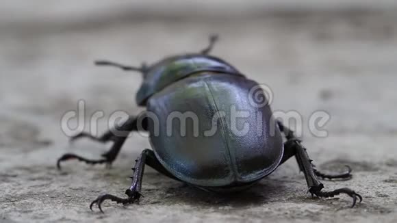 昆虫大黑甲虫视频的预览图
