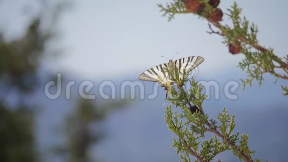 一只可爱的蝴蝶坐在树枝上视频的预览图