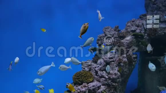 五颜六色的鱼在巨大的水族馆里游动视频的预览图