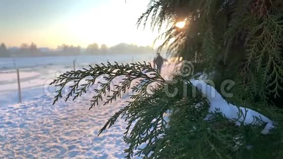雪覆盖松树枝视频的预览图