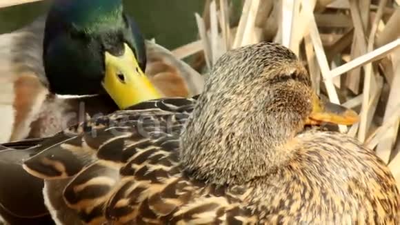 一对濒临春天的鸭子视频的预览图