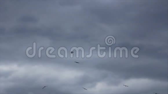 黑乌鸦滑向天空视频的预览图