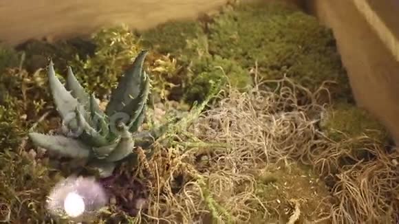 仙人掌生长在干草中视频的预览图