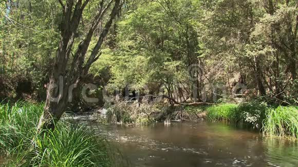 澳大利亚丹德农山脉的河流视频的预览图