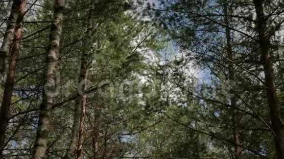在温暖的夏日松树和白桦林视频的预览图