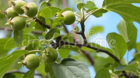 苹果树枝果实未成熟视频的预览图