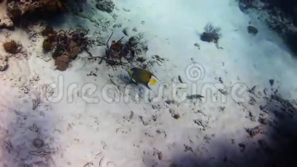 天使鱼在礁石上游泳视频的预览图