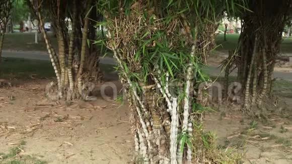 热带公园的竹棕树视频的预览图
