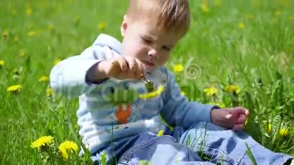 快乐的孩子坐在蒲公英的田野里儿童露天游戏视频的预览图