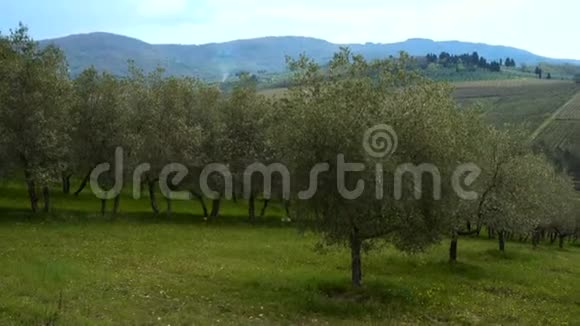 托斯卡尼亚山上一排排橄榄树视频的预览图