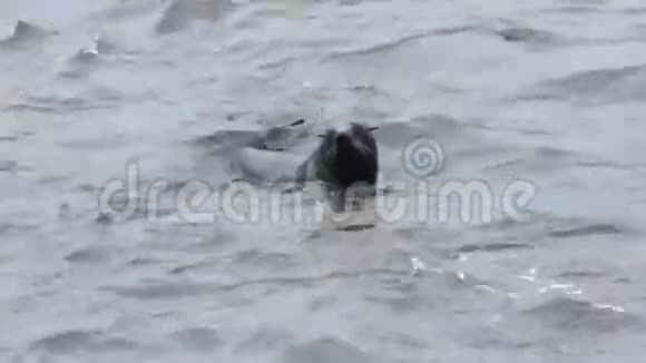 海豹从水中冒出来视频的预览图