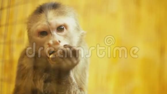 卡普钦猴子画像视频的预览图