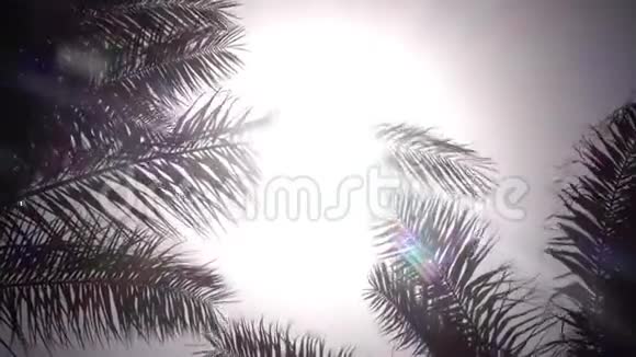 树叶从一棵棕榈树中摇摆在风中阳光照耀着明亮的光线关门视频的预览图