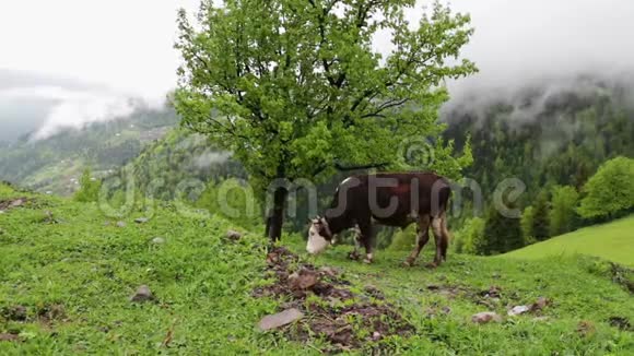 牛在雾中漫步在风景如画的山景上周围绿油油的视频的预览图