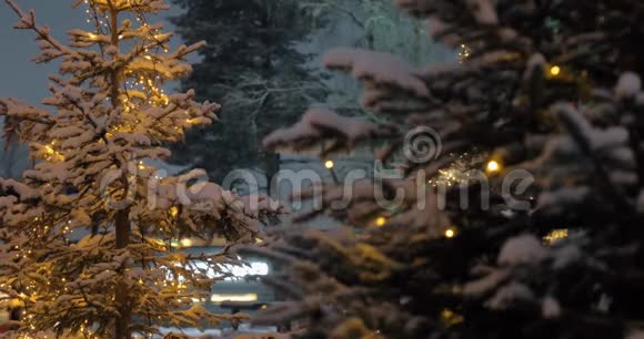 晚上公园有圣诞灯的松树视频的预览图