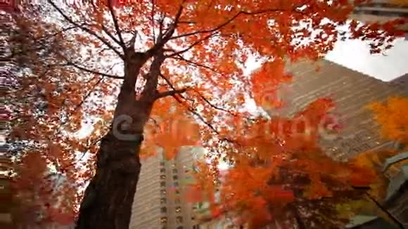 仰望城市广场秋树视频的预览图