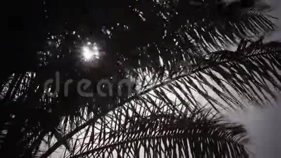 树叶从一棵棕榈树中摇摆在风中阳光照耀着明亮的光线关门视频的预览图