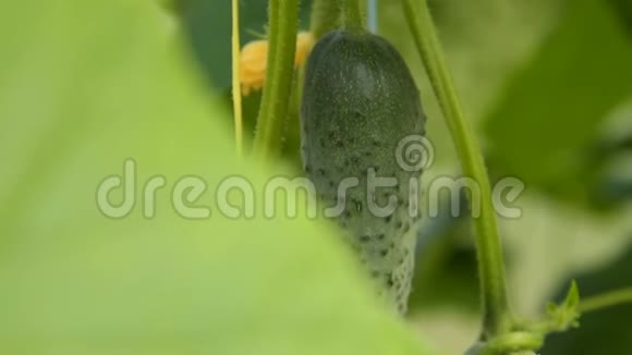 温室里的黄瓜已经准备好了视频的预览图