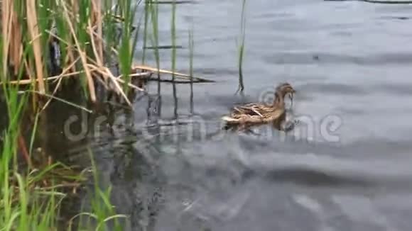 鸭子在水面上视频的预览图