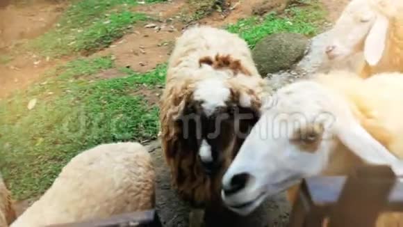 在农场牧场放牧的羊群动物园里的羊在看镜头视频的预览图
