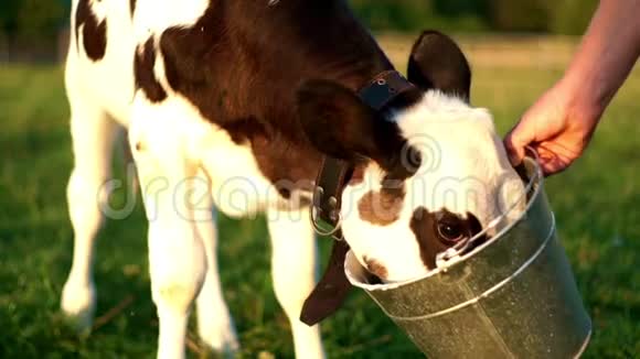 小牛从桶里喝牛奶奶牛场的小牛视频的预览图
