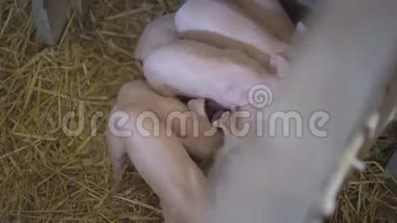 在笼子里吃东西的猪4K视频的预览图