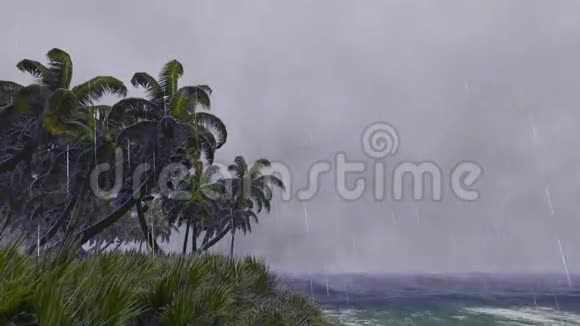 有棕榈树的暴风雨天气视频的预览图