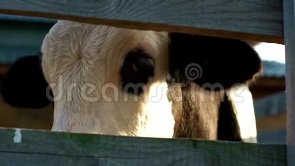 农场的牛在奶牛场关闭挤奶机视频的预览图