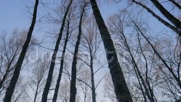 在冬天的森林里散步视频的预览图