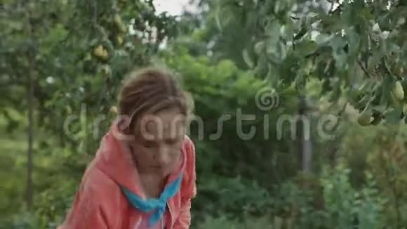 一个女人从树上摘下一个梨一个女人从树上收集梨然后把它们放进盒子里视频的预览图