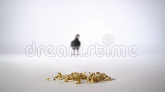 一只饥饿的小鸟在白色的背景上跑到谷物和燕麦视频的预览图